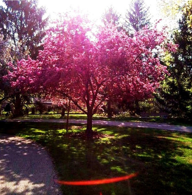 Splinter of the Tree