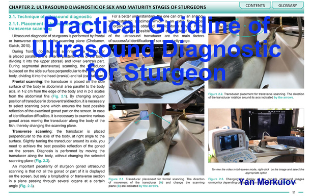 Practical Guidline of Ultrasound Diagnostic for Sturgeon