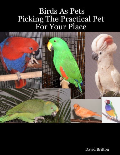 Birds As Pets: Picking The Practical Pet For Your Place