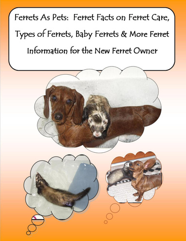 Ferrets As Pets:  Ferret Facts on Ferret Care, Types of Ferrets, Baby Ferrets & More Ferret Information for the New Ferret Owner
