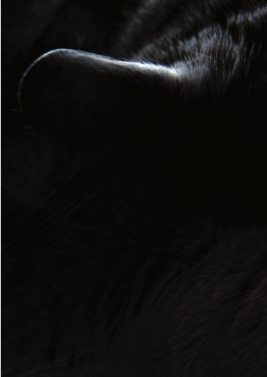 Adaptation: A Response to ______________. Side B