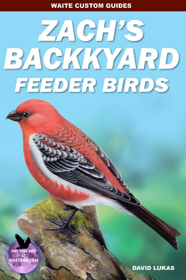 Zach's Backyard Feeder Birds