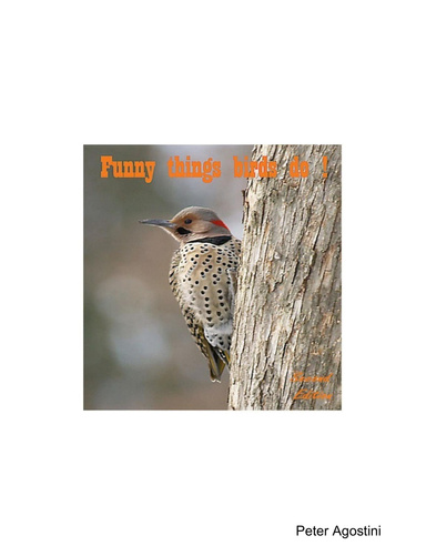 Funny things birds do!