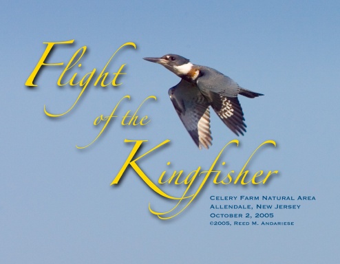 Kingfishers at he Celery Farm