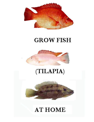 GROW FISH AT HOME FOR FUN OR PROFIT