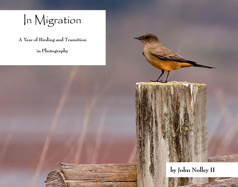 In Migration: A Year of Birding and Transition in Photography
