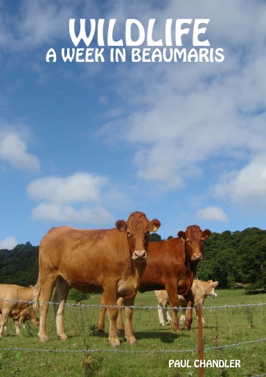WILDLIFE : A WEEK IN BEAUMARIS