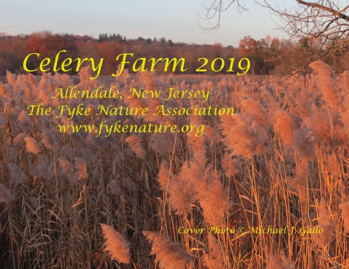 Celery Farm 2019