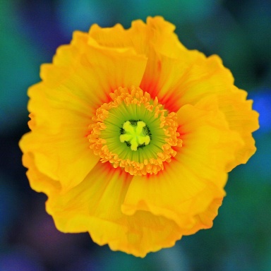 Icelandic Poppy Journal