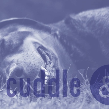 cuddle & fetch