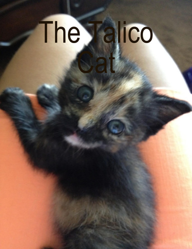 The Talico Cat