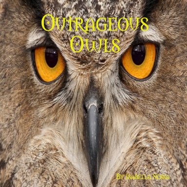 Outrageous Owls