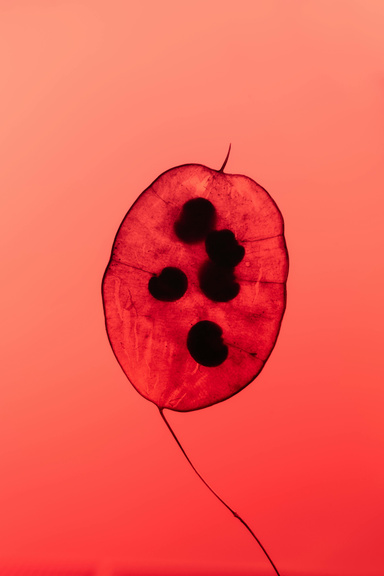 Bloodwork