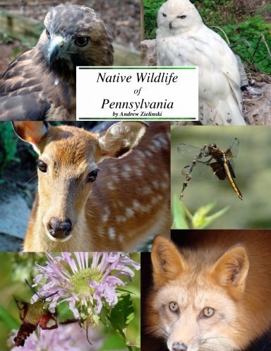 Native Wildlife of Pennsylvania