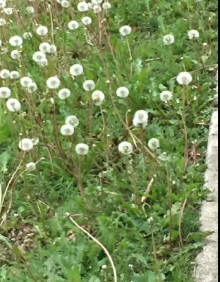 Dandelion Horrors