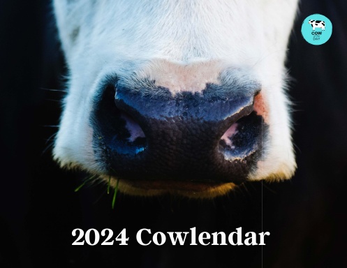 Cow Of The Day 2024   2m2769p Front Shortedge 384 