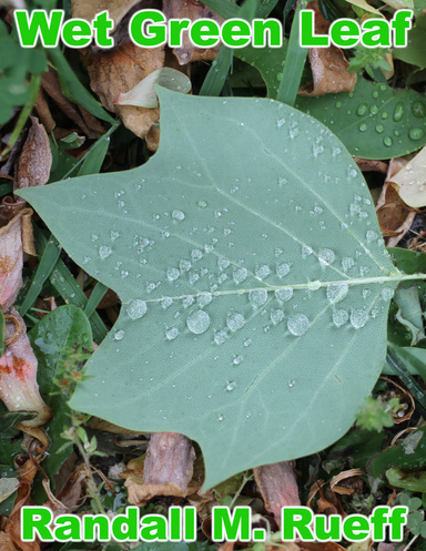 Wet Green Leaf