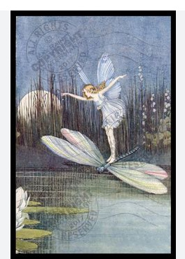The Dragonfly's Love