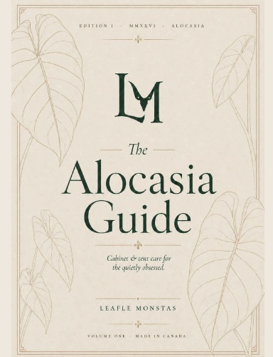 The Alocasia Guide
