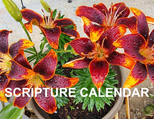 LILIES SCRIPTURE CALENDAR