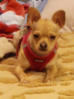 Dora the Chihuahua