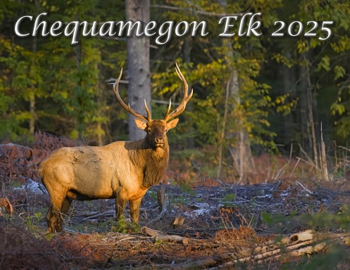 Chequamegon Elk 2025
