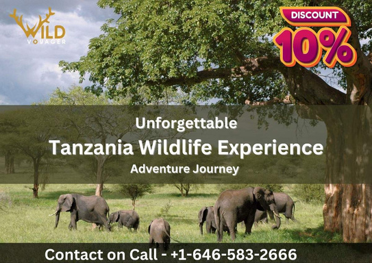 Get Wildlife Experience of Tanzania with 10% Offer | Wildvoyager