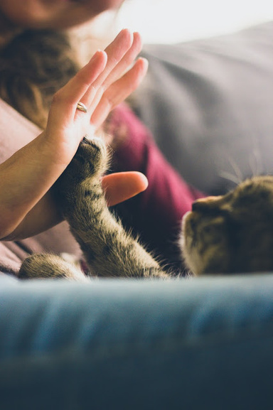 Curb The Cat