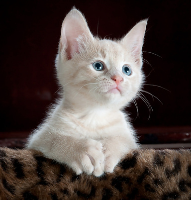 Curb the cat