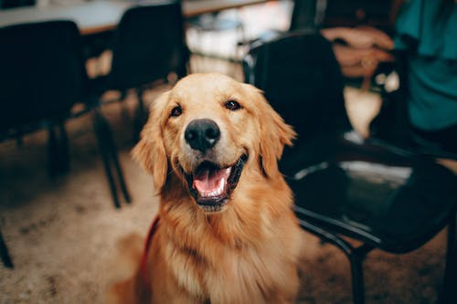 Caring For Your Dog