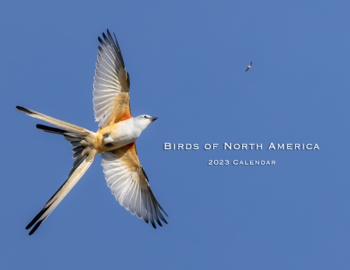 Birds of North America: 2023 Calendar