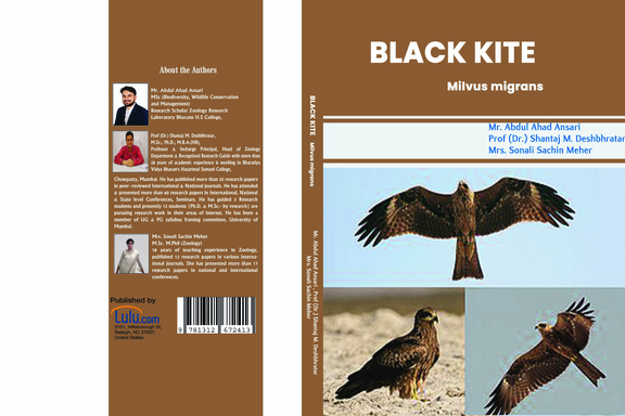BLACK KITE Milvus migrans