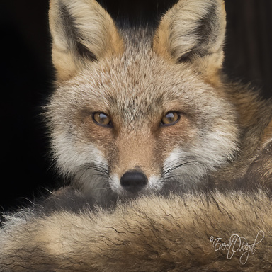 Image of Author Everet D. Regal