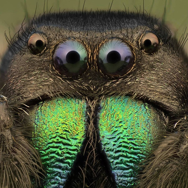 Image of Author Macrolife