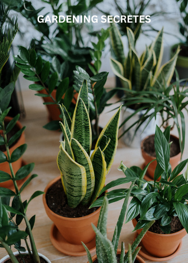Gardening Secrets for a Lush Garden