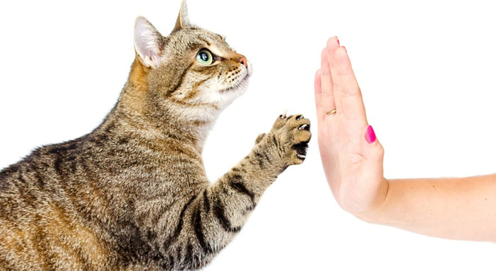 TRAIN YOUR CAT