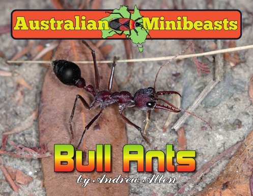 Bull Ants