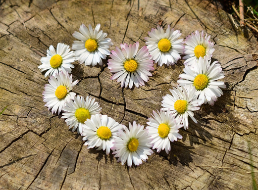 "Fiori d'amor e colori su la Pàia: Polegnole e vers da quatti cusini""Fiori d'amor e colori su la Pàia: Polegnole e vers da quatti cusini"