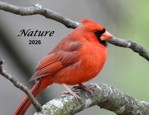 Nature - 2026