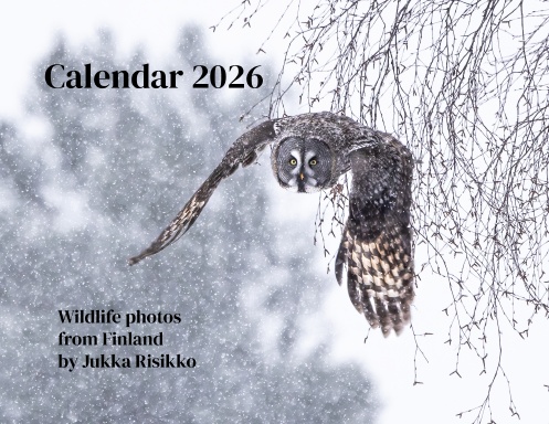 Wildlife encounters in Finland