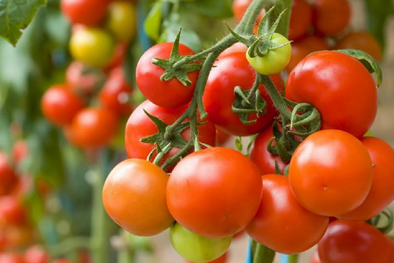 Culture de tomate