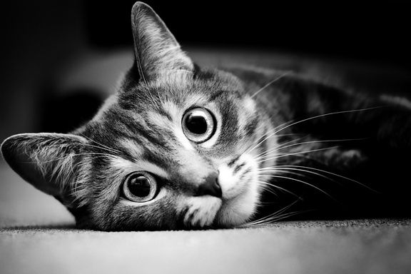 Cat Body Language
