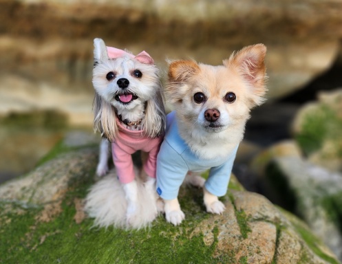 Peake Pups 2025 Calendar