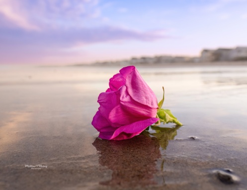 Flowers Calendar 2025