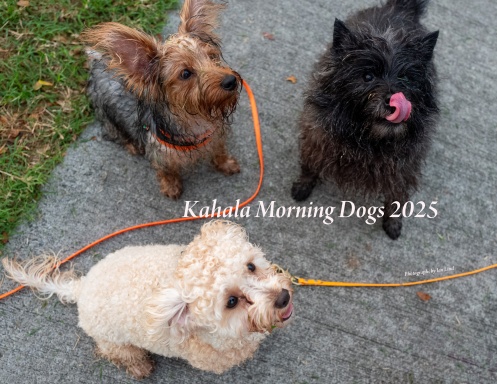 Kahala Morning Dogs 2025