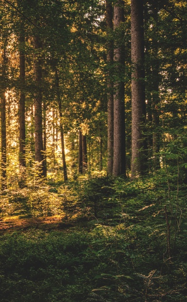 The Whispering Woods