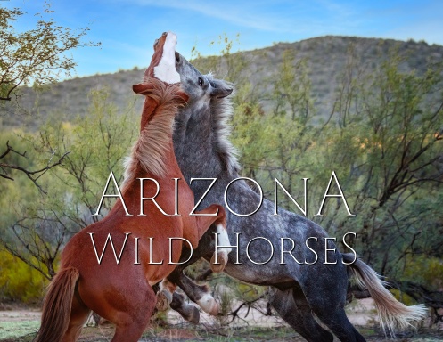 Wild Horses