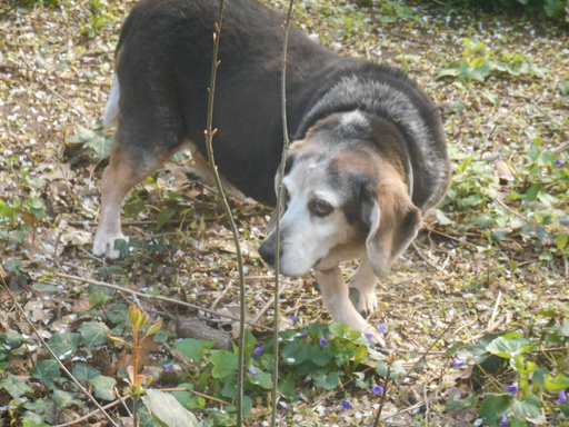 Quilliam Horace Flint Hound Dog Poet Michele L. Krause typist