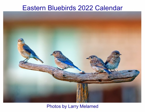 Eastern Bluebirds 2022 Calendar