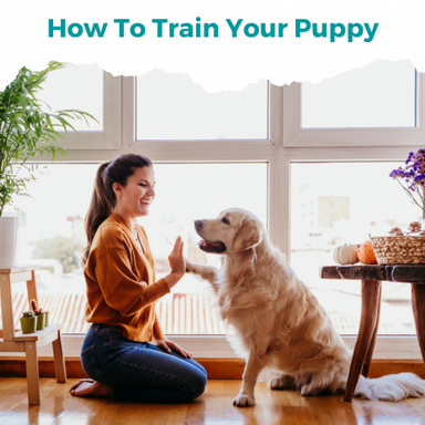 Animals & pets ,How To Train Your Puppy